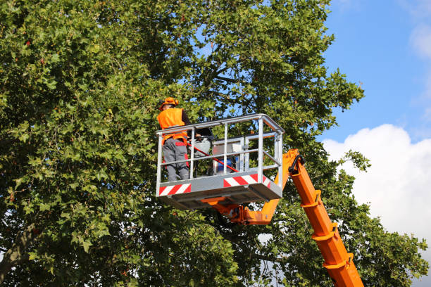 Best Emergency Tree Removal  in Farmington, MN